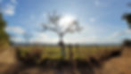 Caminho de Cora Coralina - interior de Goiás