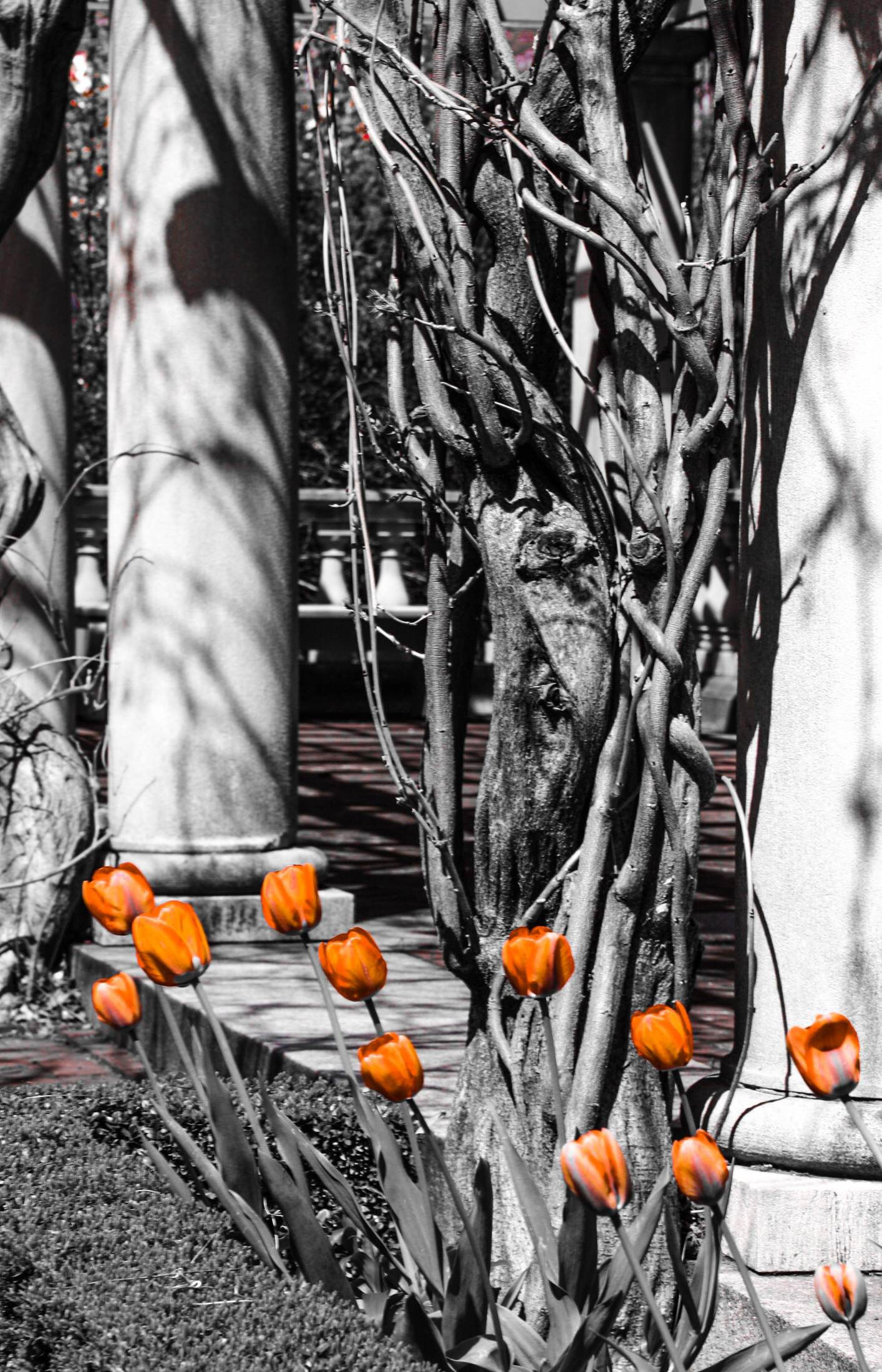 Eastman Garden Roses