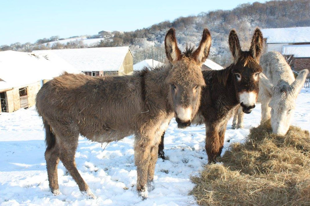 Comment bien nourrir son âne en hiver?