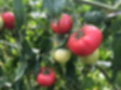 フザリウム対策, 無農薬, 有機栽培, オーガニック