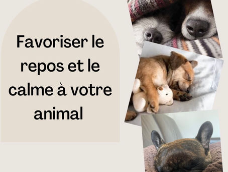 Favoriser le repos et le calme à votre animal