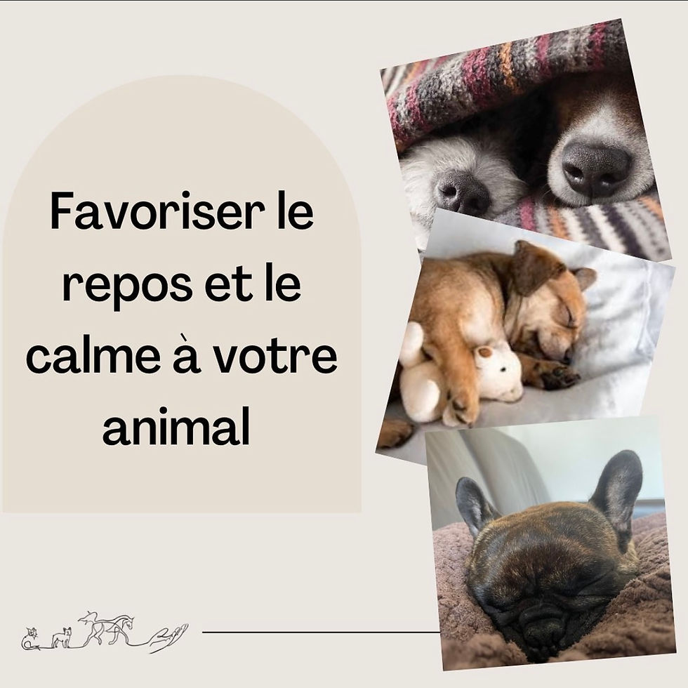 Favoriser le repos et le calme à votre animal