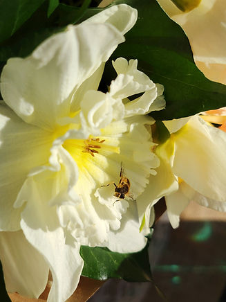 Narcisse abeille.jpg