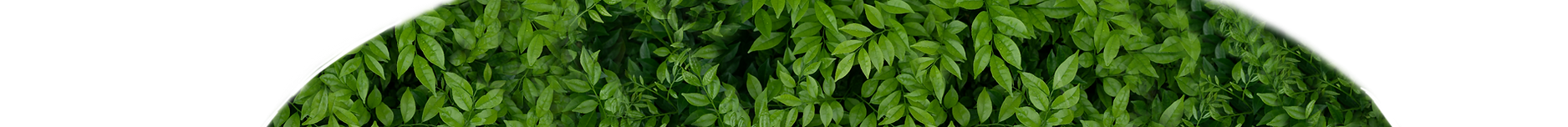 Green Bush Texture Strip (Final Version - Arced Edited Version - Low Reso - New 5).png