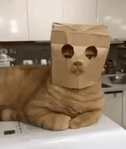 GIF-2024-02-16-15-16-36.gif