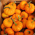 pumpkins.jpg