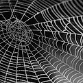 spiderweb.jpg