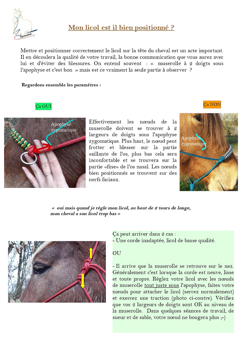La position du licol éthologique sur la tête du cheval page1