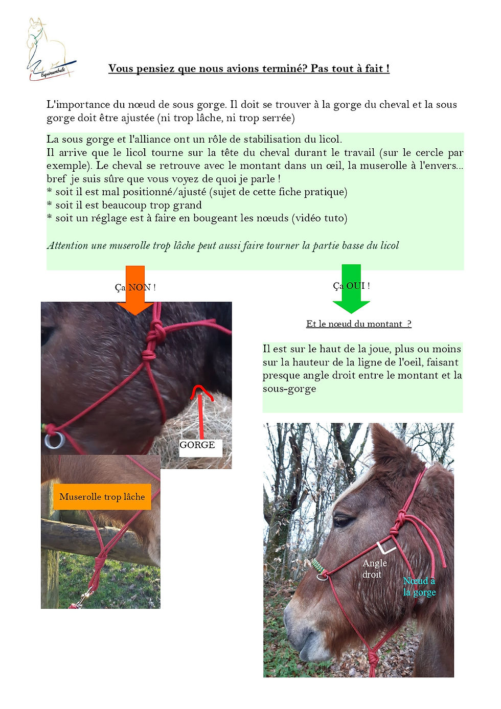 La position du licol éthologique sur la tête du cheval page 2