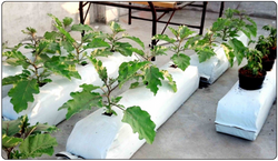 Grow bags