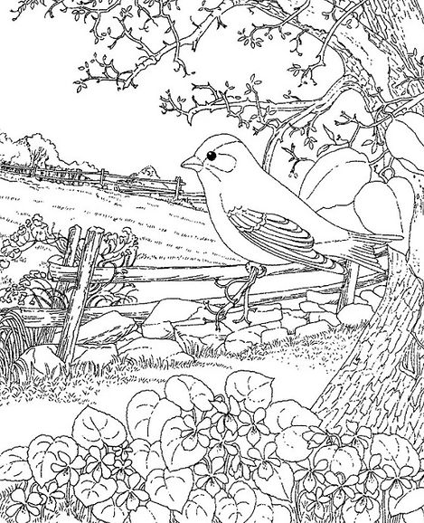 раскраска 3.jpg