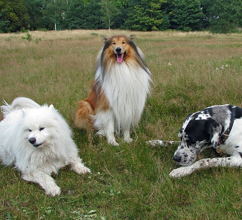 rough-collie-76395_1280_edited.jpg