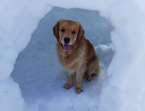 Balade d'un chien dans la neige