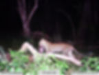 Fig. 3:  A young female leopard with langur kill in her mouth photo captured at Wilpattu.