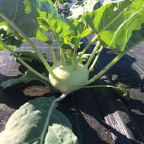 azienda agricola sangalli