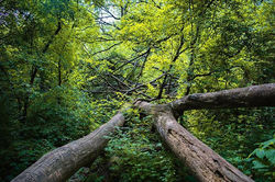 _ twisted _ _forest