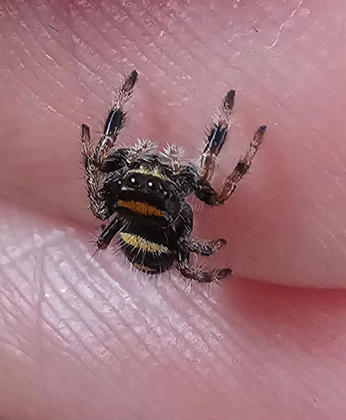 Phidippus regius Apalachicola Unsexed (AP11)