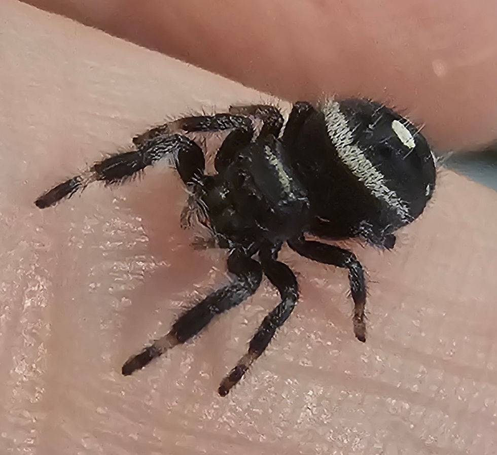 Thumbnail: Phidippus regius Apalachicola Male (AP12) 