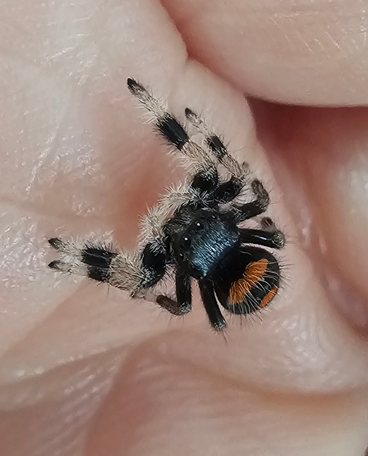 Phidippus regius Soroa Unsexed (SO2) 