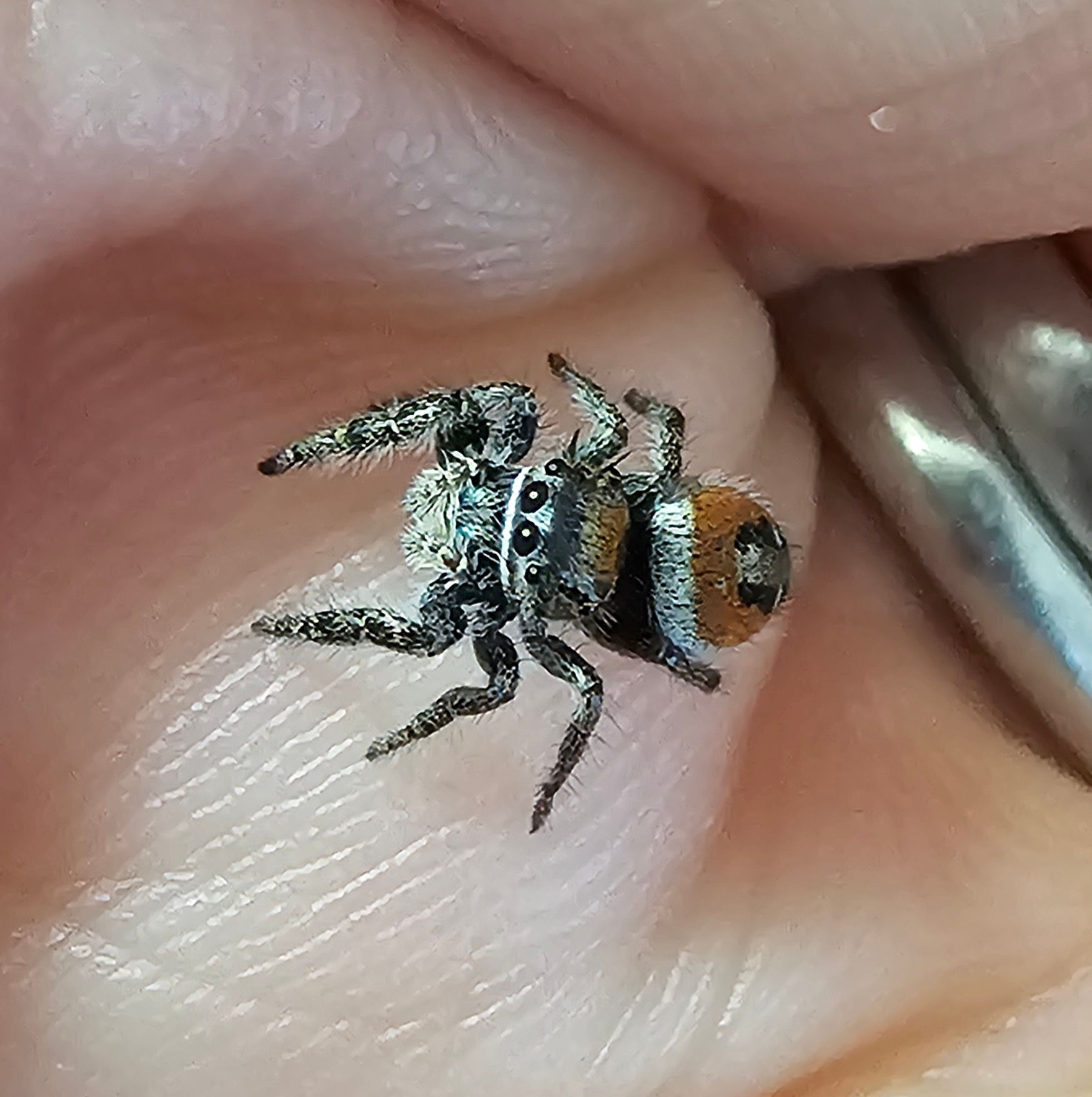 Phidippus morpheus (M5) 