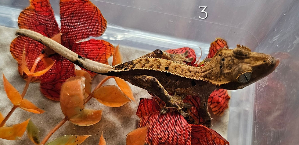 Thumbnail: Crested Gecko Baby (3)
