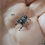 Thumbnail: Phidippus regius Apalachicola L10 Female (AP9)