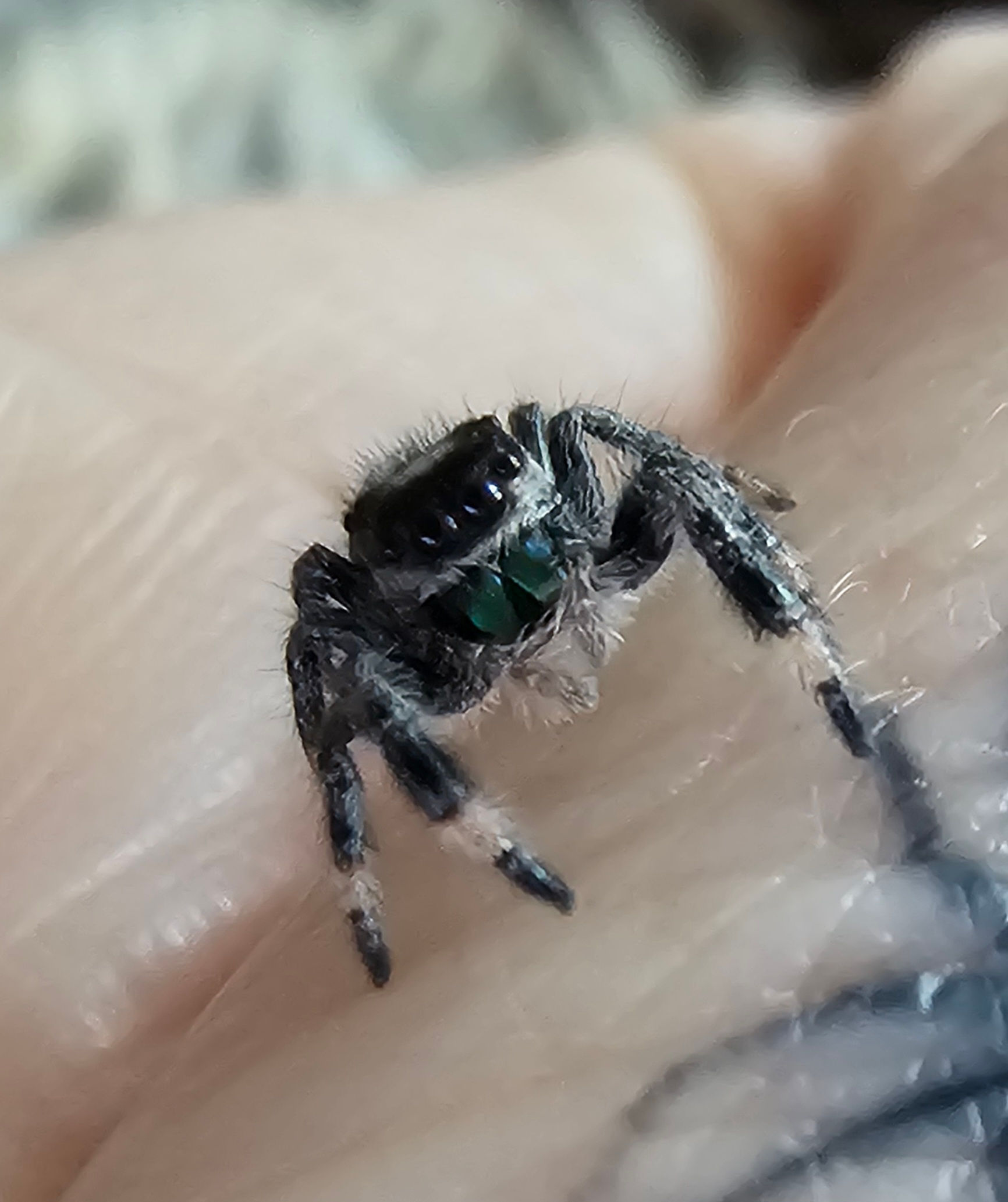 Phidippus regius Apalachicola Male (AP9)