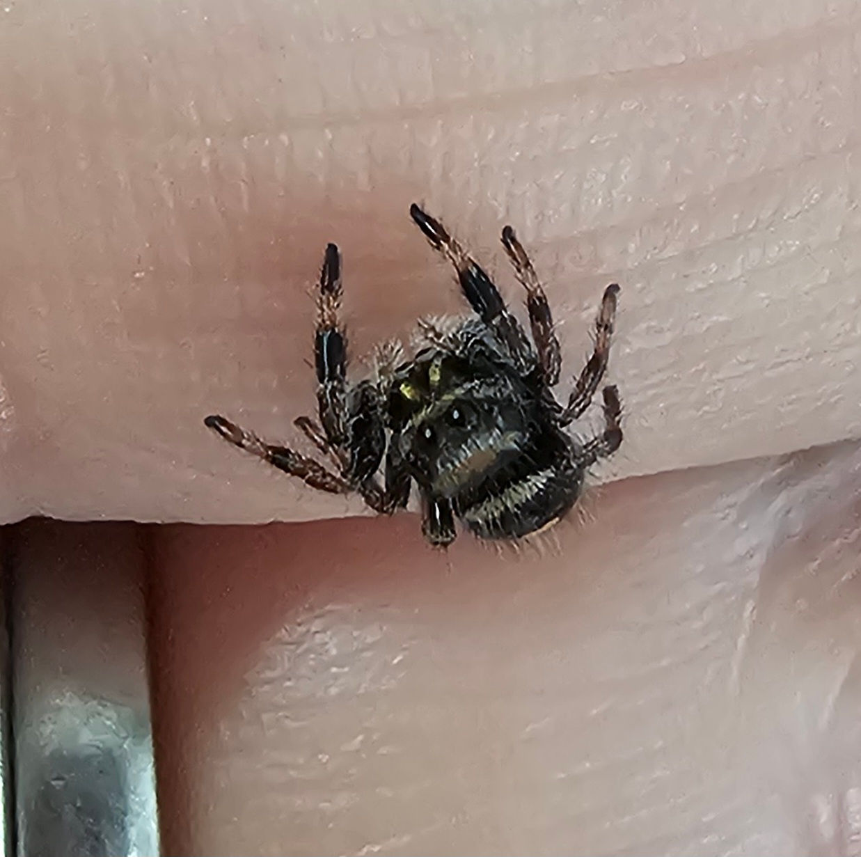Phidippus regius Apalachicola Female (AP16) 