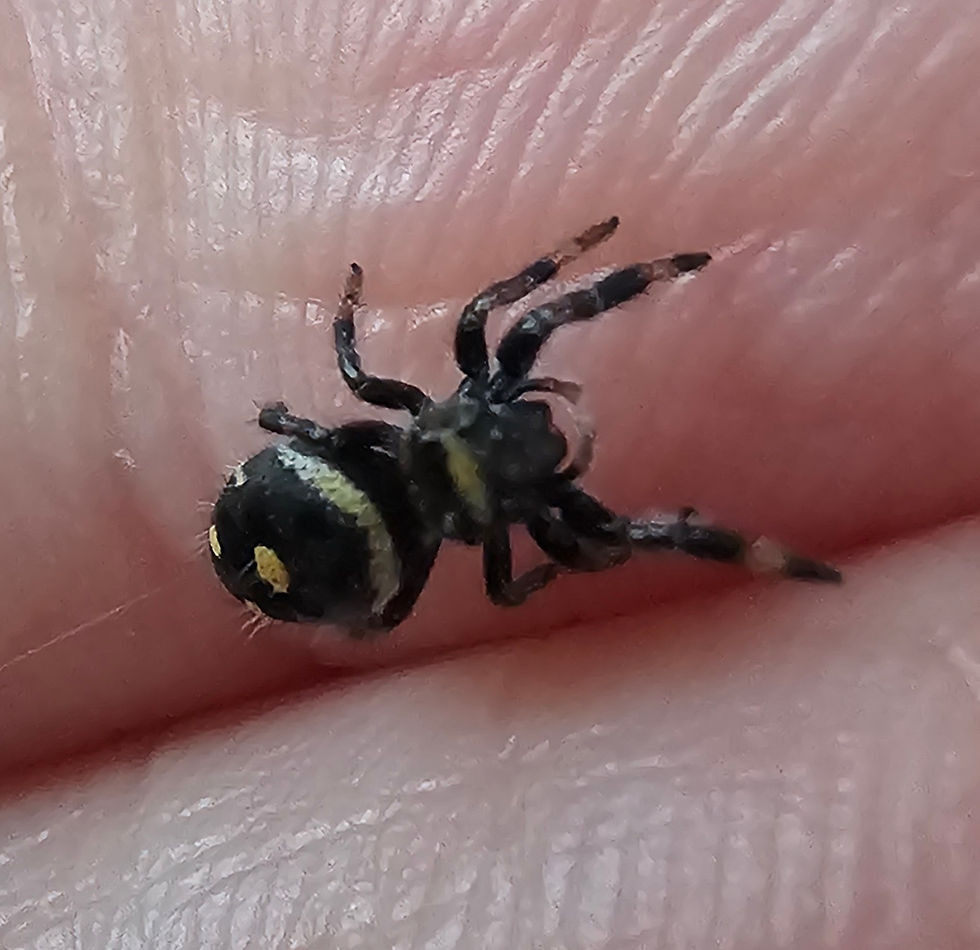 Thumbnail: Phidippus regius Apalachicola Male (AP9)