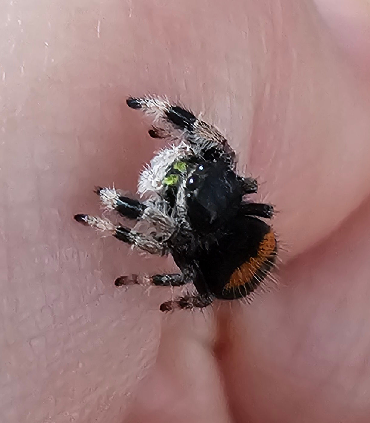 Phidippus regius Soroa Unsexed (SO10)