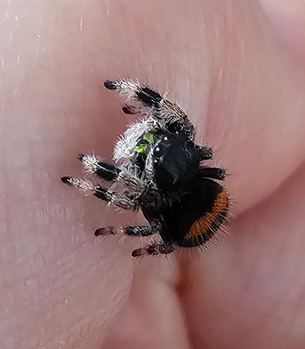 Thumbnail: Phidippus regius Soroa Unsexed (SO10)