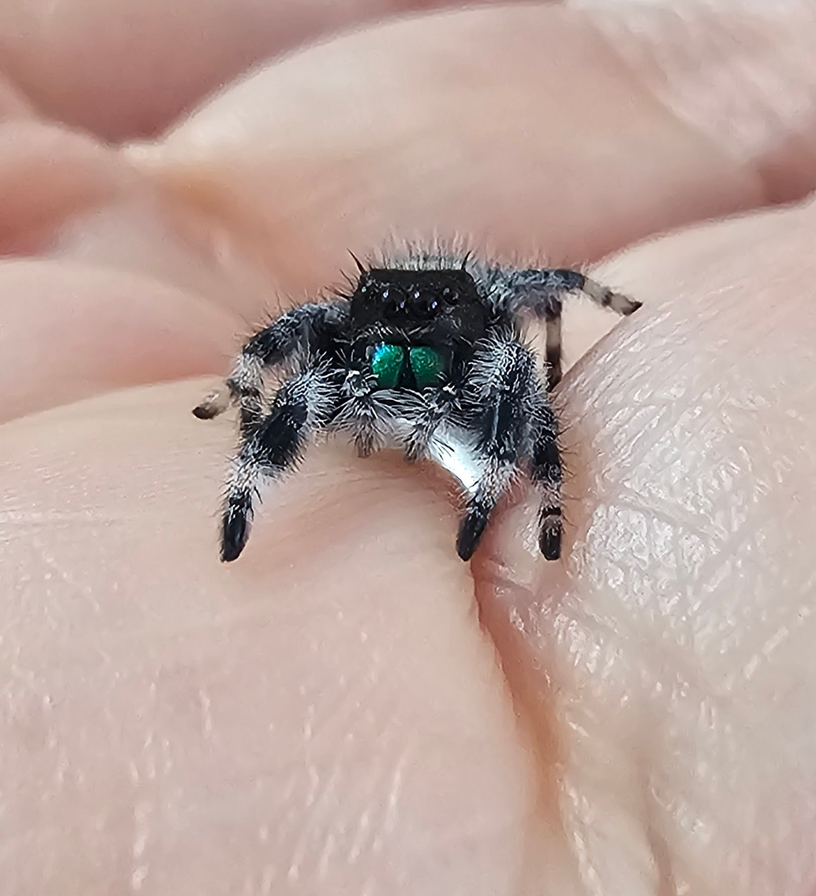 Phidippus regius Apalachicola Male (AP9)