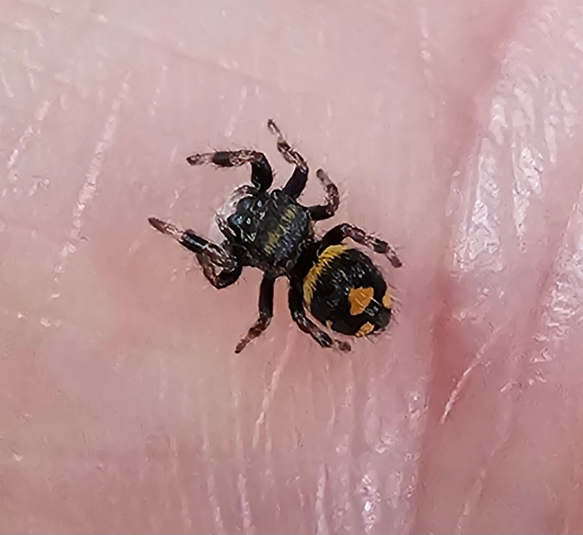 Phidippus regius Soroa Unsexed (SO5) 