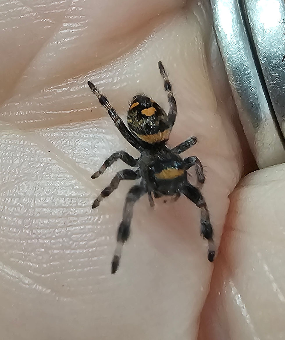 Thumbnail: Phidippus regius Apalachicola Female (AP1)