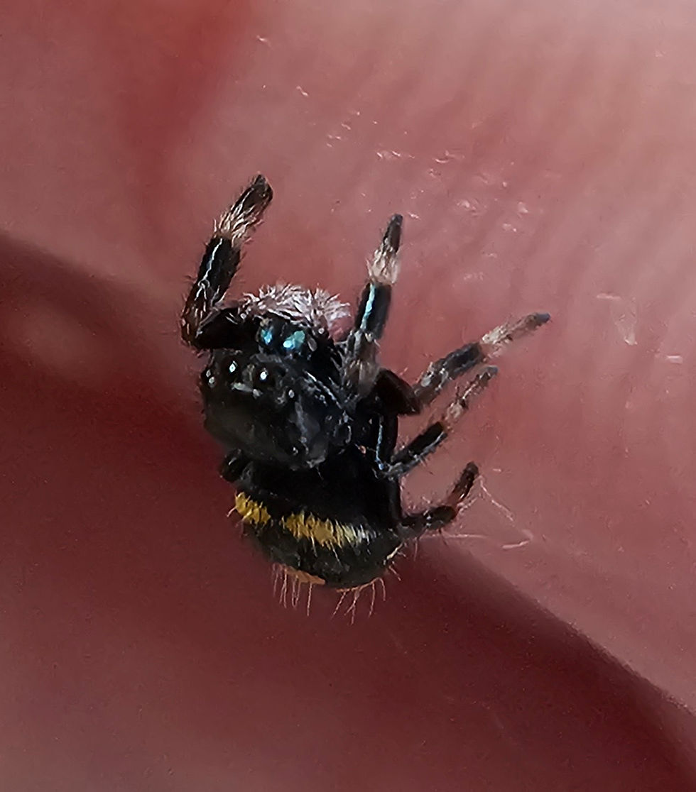 Thumbnail: Phidippus regius Soroa Unsexed (SO1) 