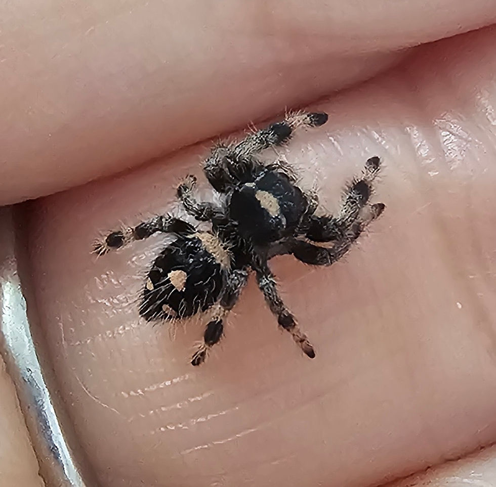 Thumbnail: Phidippus regius Apalachicola Female (AP5)
