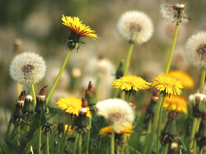 Infusion de printemps