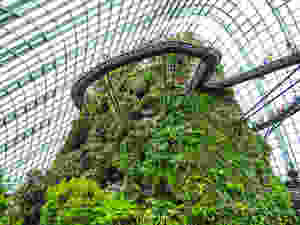 Cloud Forest