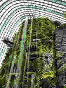 Cloud Forest