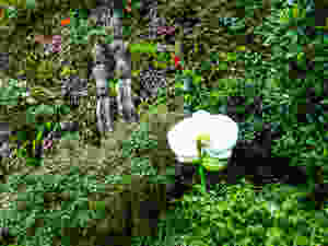 Cloud Forest