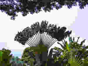 Gardens by The Bay