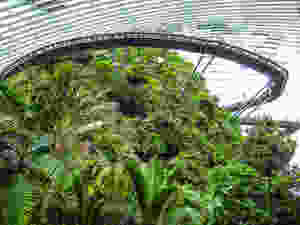 Cloud Forest