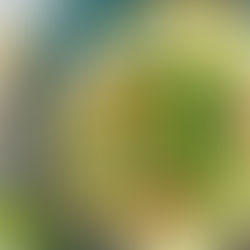 Curry wersja VEGE z ziemniakami