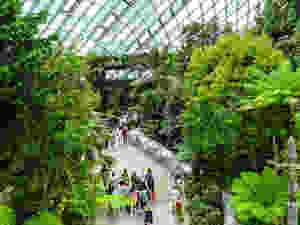 Cloud Forest