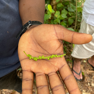 Pepper, one of the spices found in the Spice Farm in Zanzibar
