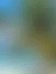 Sheraton Maldives blue waters and palm tree