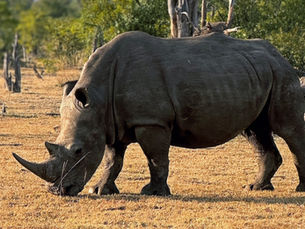 White Rhino on Zambia walking tour