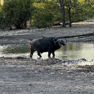 Walking Safari in Zambia sighting of water buffalo