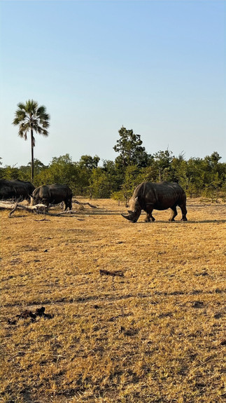 Walking Safari in Zambia short distance from rhinos