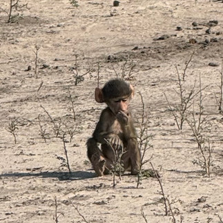 Baby baboon sitting alone in Chobe national park